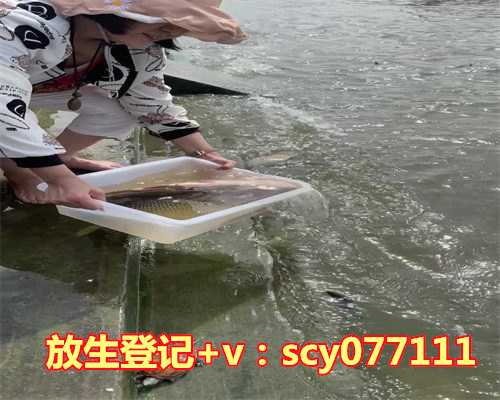 东丽放生护生团网站是什么