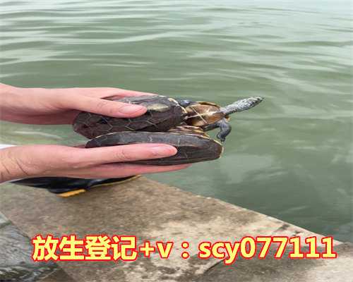 漳州放生鸡的福报，漳州今天可以放生鱼