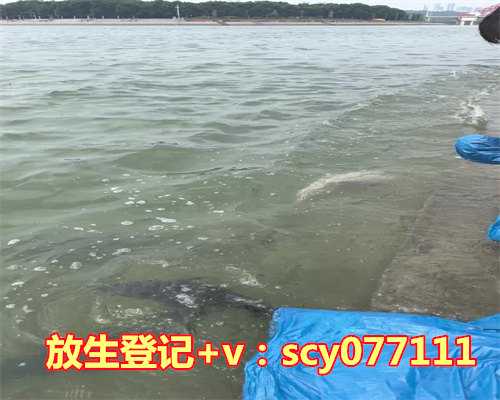 放生鱼几条最好吃，梦见好大一条鱼追着要把我吃掉