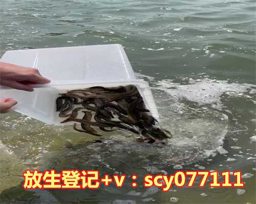 湖北适合放生的地方，湖北糯米油糍的做法