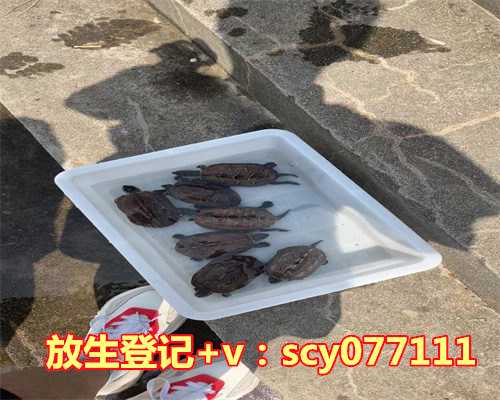 甲鱼放生几个最好，红鲫鱼是风水鱼吗养几条对风水好
