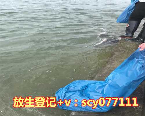 大兴安岭地放生巴大兴安岭地龟的最佳地点在哪里