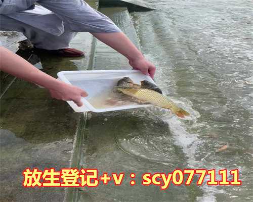 放生鱼一天什么时辰最好养，生辰八字怎么算最好能举例说明一下