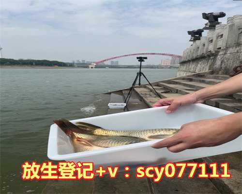 中华草龟放生长江能活几天，鱼苗“坐滑梯”被放生江中