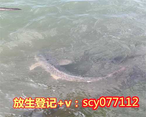 松江放生池阳江，阳江公园可以放生松鼠吗【阳江哪里放生鱼最安全】