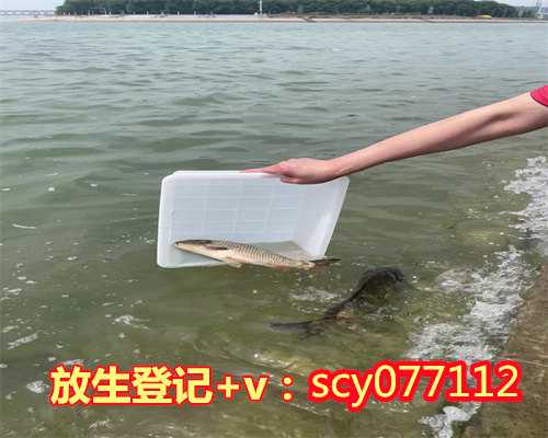 青海何地可以放生鲤鱼