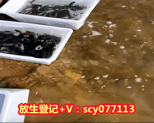 流产后买鱼放生好不好呀，重庆一研究生过生日买甲鱼放生
