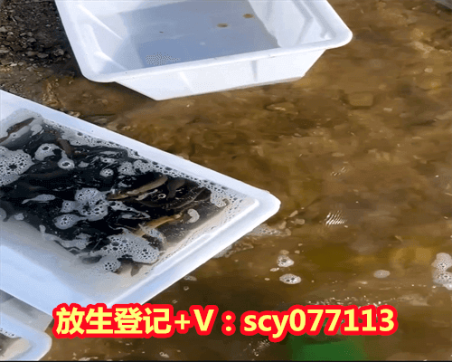 为什么怀孕了要放生鲤鱼苗，为什么女人怀孕会梦到蛇