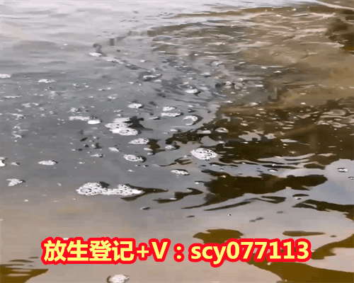 为什么放生时会说不出回向怎么办，放生前要念什么放生的时候要说什么话